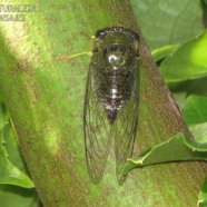 Chicharra - Dorisiana drewseni - Tribu Fidicinini - Cicadidae