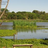Obsérvese en un dia de viento, el movimiento de la vegetación flotante en un minuto, comparando esta imagen y la siguiente 