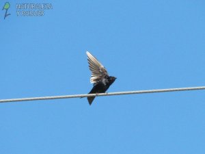 0771 - Golondrina Negra