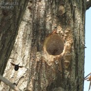 Abejorro - Bombus morio