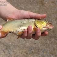 Dorado (Salminus brasiliensis)