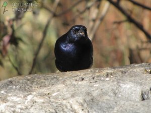 0959 - Tordo Renegrido