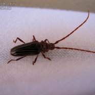 Bicho Taladro - Chydarteres striatus - Cerambycidae - tribu Trachyderini