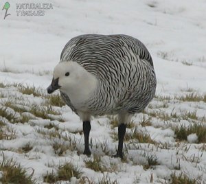 AVES ARGENTINAS / BIRDS OF ARGENTINA