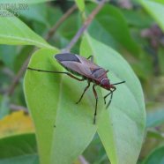 Dysdercus sp. - Pyrrhocoreidae