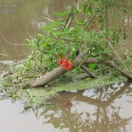 Resistiendo la inundación