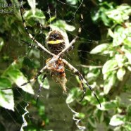 Argiope argentata