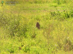 0399 - Lechuzón de Campo