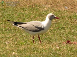 0305 - Gaviota Capucho Gris