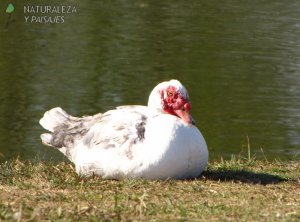 0110 A - Pato Criollo
