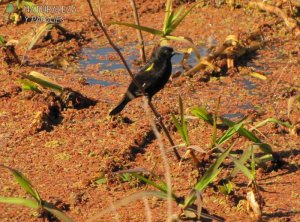 0963 - Varillero Ala Amarilla