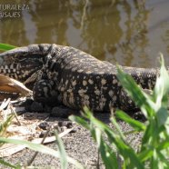 Aunque se la conoce como iguana es una especie diferente (Tupinambis merianae) 