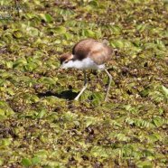 Juvenil / Juvenile