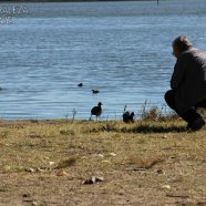 Si no se las maltratan, las aves se vuelven sociables