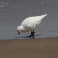 Mar del Plata