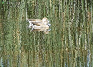 Reflejos de Fauna