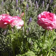 Marimonias
