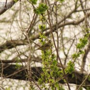 Hembra / Female