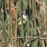 Juvenil / Juvenile