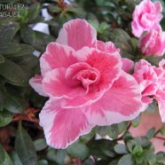 Azalea doble
