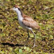 Juvenil / Juvenile