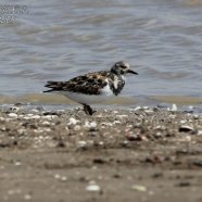 Juvenil / Juvenile