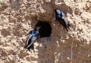 0778 - Golondrina Barranquera