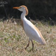 Plumaje de reproducción (canela en corona, dorso y pecho) 