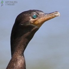 FOTOS DE AVES / PHOTOS OF BIRDS