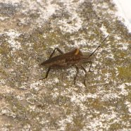 Chinche - Phthia picta - Coreidae