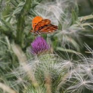 Mariposa Espejitos