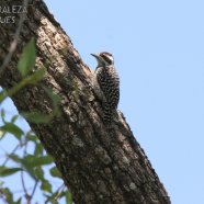 Juvenil / Juvenile