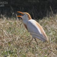 Comiendo un insecto