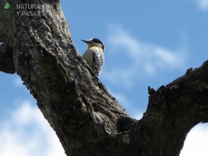 0482 - Carpintero Del Cardón