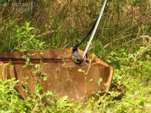 0951 - Boyero Ala Amarilla (B)