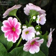 Primula obconica