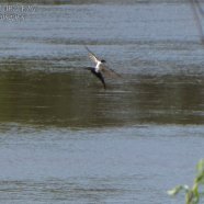 Tijereta pescando