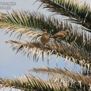 Juveniles