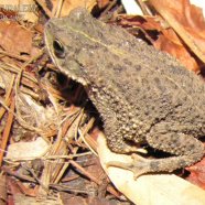 Sapito de las cuevas (Rhinella fernandezae)