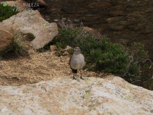 0663 - Dormilona Fraile