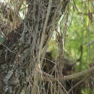 Hembra / Female