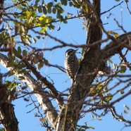 Hembra / Female