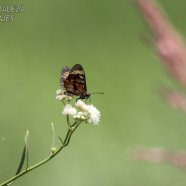 Mariposa Perezosa