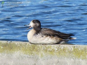 0125 - Pato Overo