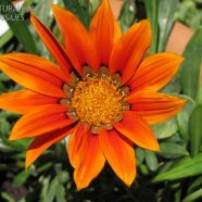 Gazania