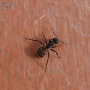 Hormiga carpintera - Camponotus mus