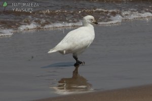 0294 - Paloma-Antártica