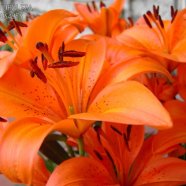 Lilium 