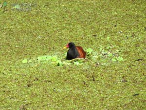 0246 - Jacanas