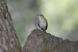 0816 - Chiví Común